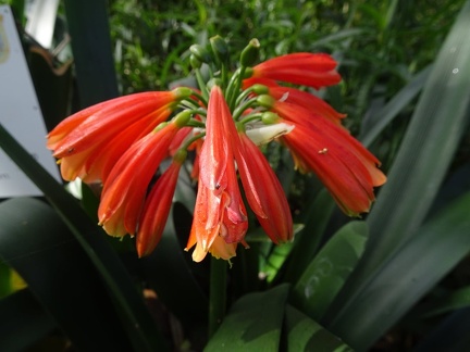 Clivia
